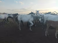 Yegua, Caballos — foto 2