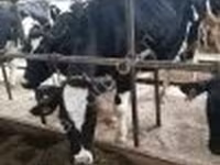 Сиыр, Swiss cattle — 3-сурет