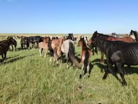 فرس, Kazakh horse — الصورة 8