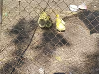 Geese — Foto 2
