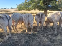 公牛, Cast cow — 照片 7