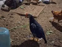 Chickens — الصورة 7
