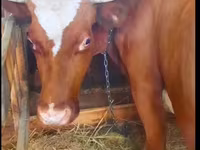母牛, Cattle — 照片 7