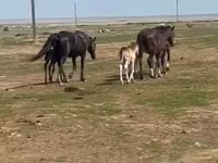 母马, Horses — 照片 1