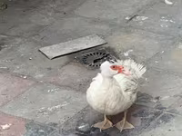 Домашняя мушка — фото 1