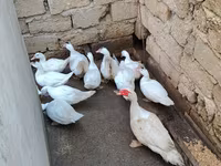 pato criollo doméstico — foto 1