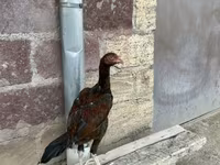 ऑस्ट्रेलियन गेम — फ़ोटो 3