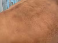 بقرة, Latvian Blue cattle — الصورة 3