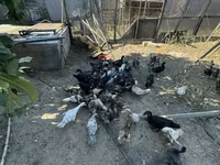 Ducks — 2-сурет