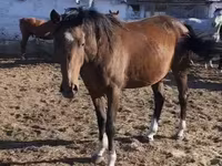 Pferde (Partie, Geschlecht nicht angegeben), Thoroughbred horse — Foto 2