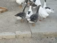 Geese — 4-rasm
