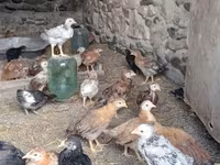 Chickens — 3-rasm