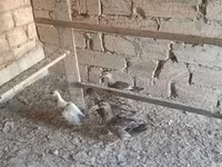 Ducks — Foto 3