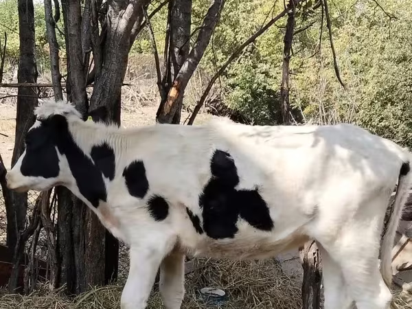 Vaca, Russian Black pied cattle