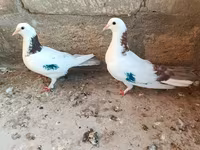 Salam gördüyünüz Qusdar satılır her ikisidə mayadi birinin uçuşu var — foto 2