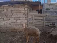 Qoç, Qoyunlar — foto 2