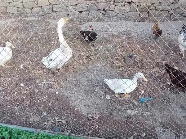 Geese