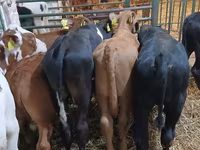 Bulle, Simmental cattle — Foto 4