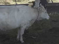 Vaca, Swiss cattle — foto 1