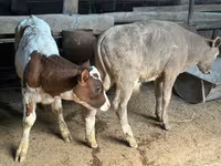 Kuh, Holstein-Rasse — Foto 3