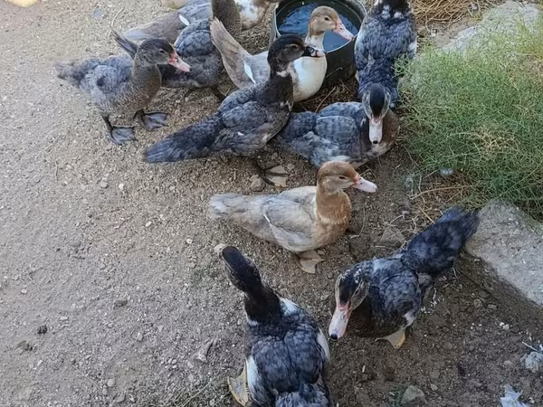 Domestic Muscovy