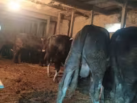 गाय, गोलस्टीन नस्ल — फ़ोटो 1