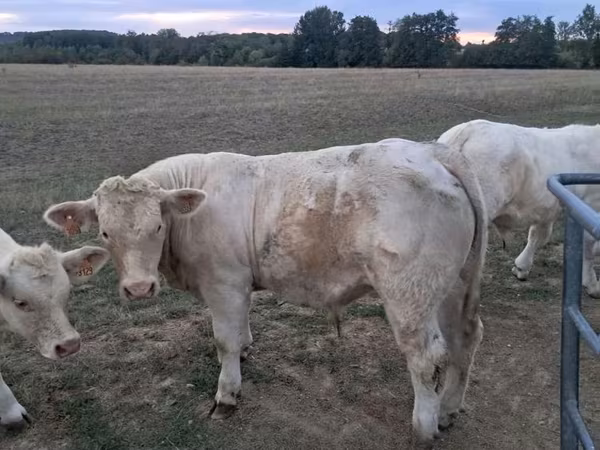 Bulle, Charolais cattle