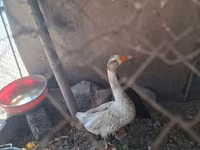 Geese — फ़ोटो 1