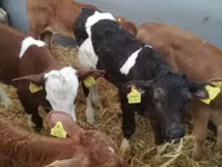 ІҚМ (топ, жынысы көрсетілмеген), Simmental cattle — 6-сурет