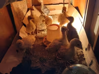 Geese — Foto 5