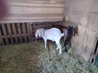 Теке, Nubian Goat — 7-сурет