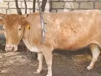 Kuh, Simmental cattle — Foto 1