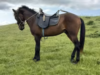 At, Azerbaijan horse — foto 1