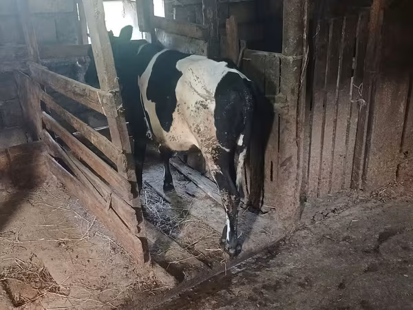 Kuh, Holstein-Rasse