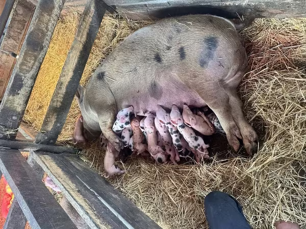 Schweine (Partie, Geschlecht nicht angegeben), Schweine