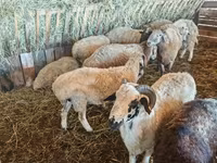 أغنام (دفعة، الجنس غير محدد), Hissar sheep — الصورة 3