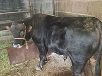 Bulle, Simmental cattle — Foto 3