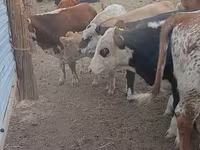 Bulle, Simmental cattle — Foto 4