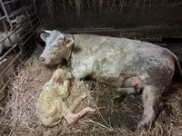 सांड, Charolais cattle — फ़ोटो 2