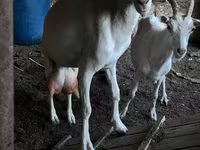 Ziegenbock, Ziegen — Foto 5