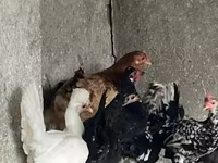 Chickens — Foto 5