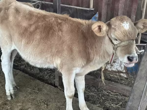 Корова, Simmental cattle
