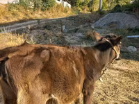 Bulle, Braune Lettische — Foto 2