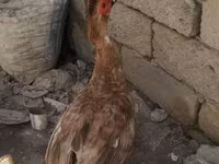 Ducks — 4-rasm