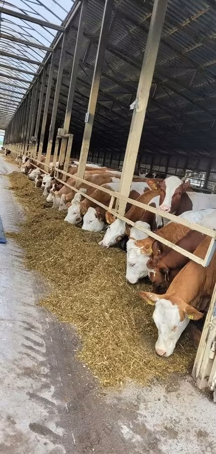 Bovinos (lote, sexo no especificado), Ganado vacuno