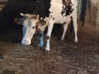 Vaca, Raza Holstein — foto 1