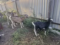 Ziege, Alpine goat — Foto 3