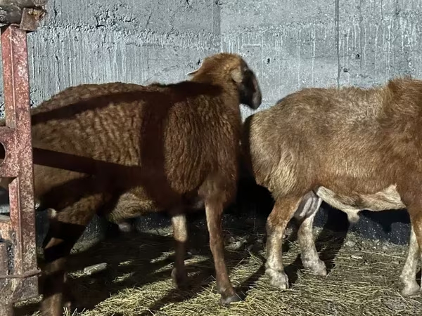 Қошқар, Edilbay sheep