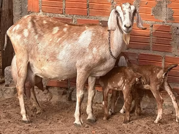 Echki, Echkilar