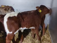 Toro, Simmental cattle — foto 3